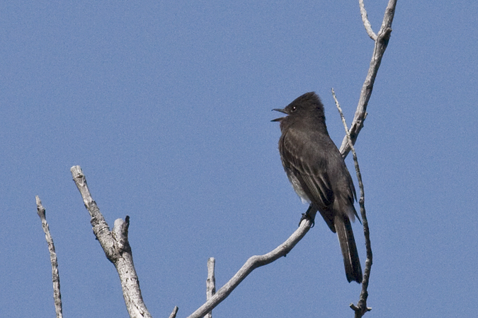 Phainopepla, Madera Canyon, Arizona