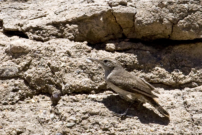 Rock Wren, Patagonia Lake State Park, Arizona