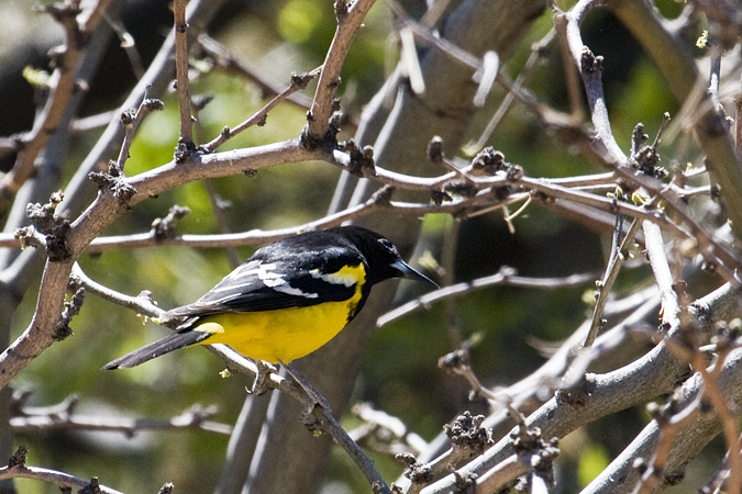 Scott's Oriole, Hereford, Arizona