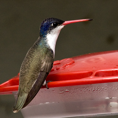 Violet-crowned Hummingbird, Patagonia, Arizona