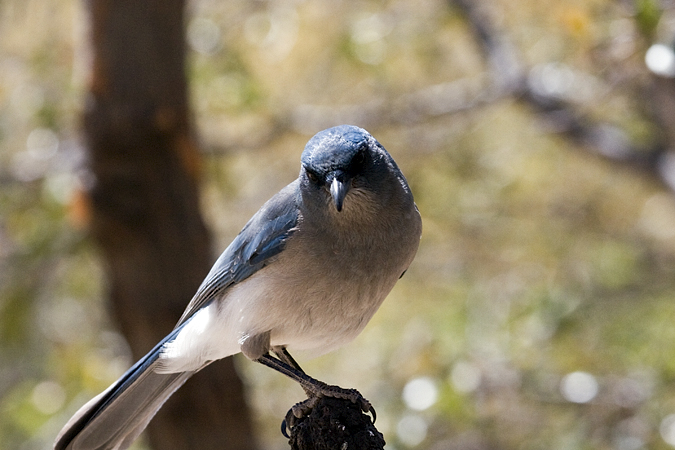 Western Scrub-Jay, Hereford, Arizona