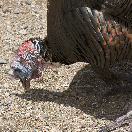 Wild Turkey, Madera Canyon, Arizona