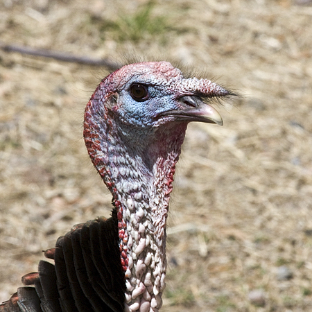 Wild Turkey, Madera Canyon, Arizona