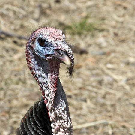 Wild Turkey, Madera Canyon, Arizona