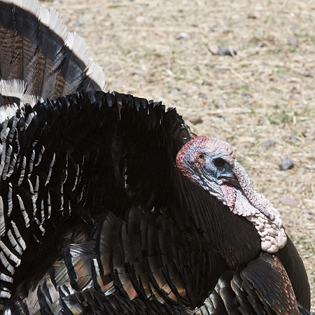 Wild Turkey, Madera Canyon, Arizona