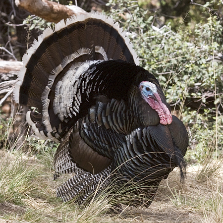 Wild Turkey, Madera Canyon, Arizona