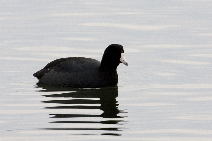 American Coot, Stratford, CT