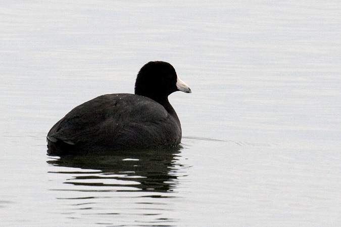 American Coot, Stratford, CT