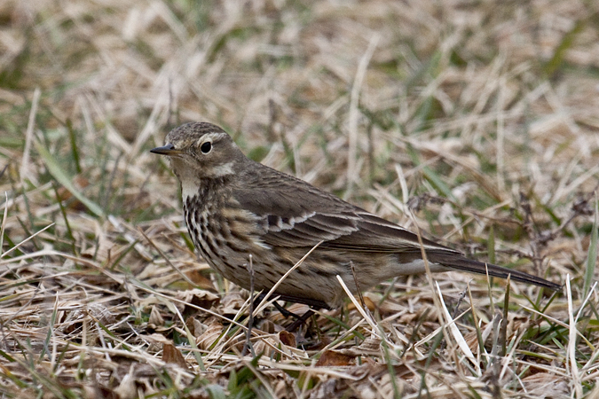 American Pipit, Hammonasset Beach State Park, Madison, Connecticut