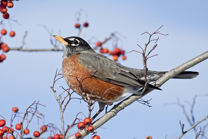 American Robin, Sherwood Island State Park, Westport, CT