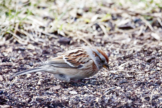 American Tree Sparrow, Stamford, Connecticut