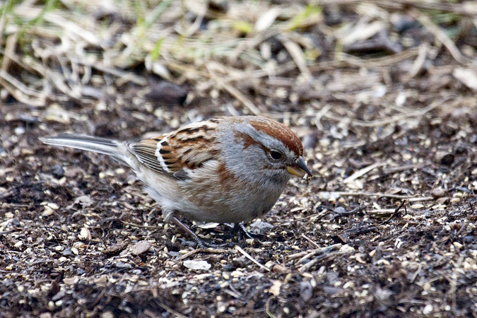 American Tree Sparrow, Stamford, Connecticut