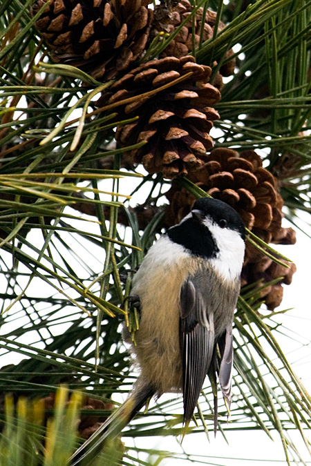 Black-capped Chickadee at Hammonasset Beach State Park, Connecticut