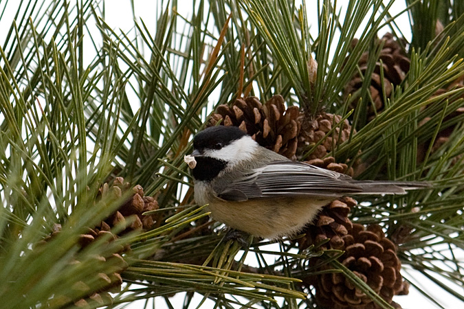 Black-capped Chickadee at Hammonasset Beach State Park, Connecticut