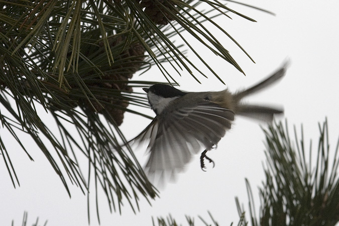 Black-capped Chickadee at Hammonasset Beach State Park, Connecticut