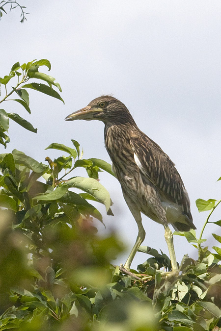 Juvenile Black-crowned Night-Heron, Great Captain Island, Greenwich, Connecticut