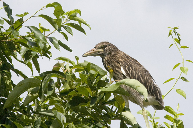 Juvenile Black-crowned Night-Heron, Great Captain Island, Greenwich, Connecticut