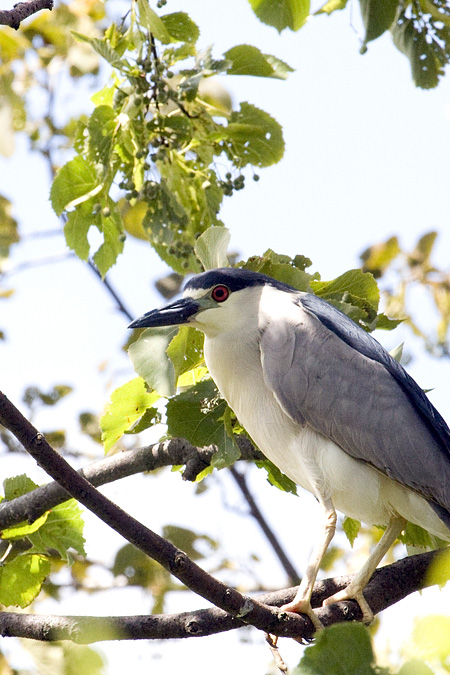 Black-crowned Night-Heron, Great Captain Island, Greenwich, Connecticut by Richard L. Becker