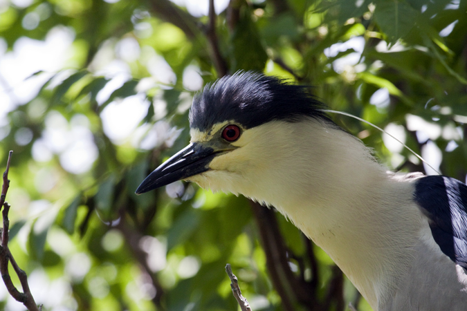 Black-crowned Night-Heron, Great Captain Island, Greenwich, Connecticut by Richard L. Becker