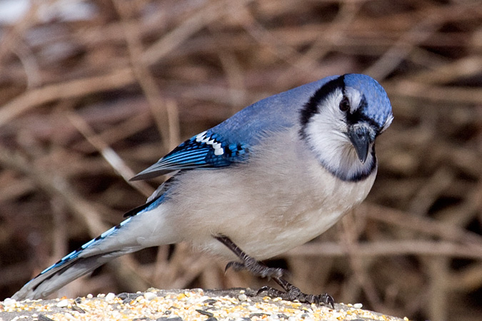 Blue Jay at White Memorial Conservation Center, Litchfield, Connecticut