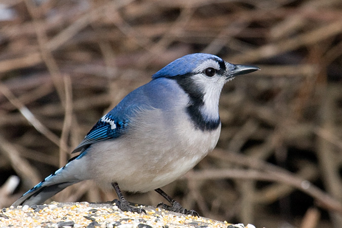 Blue Jay at White Memorial Conservation Center, Litchfield, Connecticut