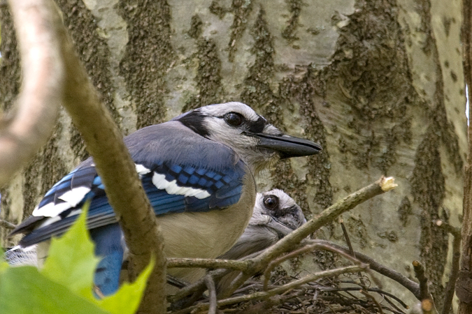 Nesting Bluebird at Cove Island Wildlife Sanctuary, Stamford, CT