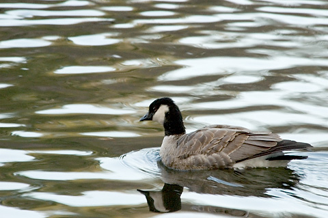 Cackling Goose, Branford Supply Ponds, Branford, Connecticut