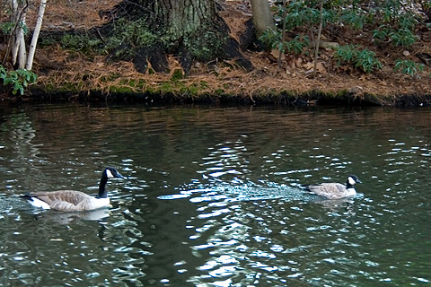 Cackling Goose with a Canada Goose, Branford Supply Ponds, Branford, Connecticut