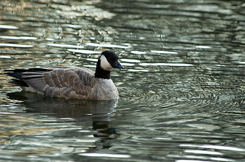 Cackling Goose, Branford Supply Ponds, Branford, Connecticut