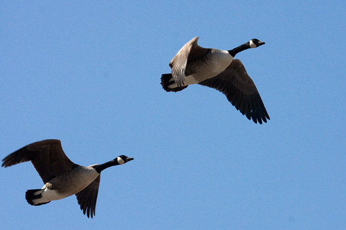 Canada Goose at Wallingford, Connecticut