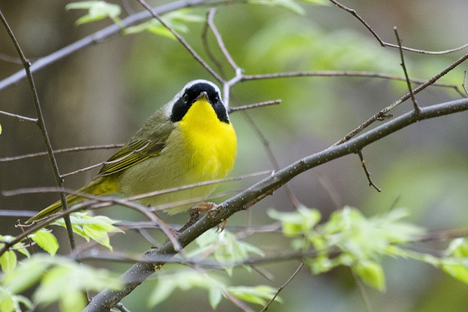 Common Yellowthroat, Cove Island Wildlife Sanctuary, Stamford, Connecticut