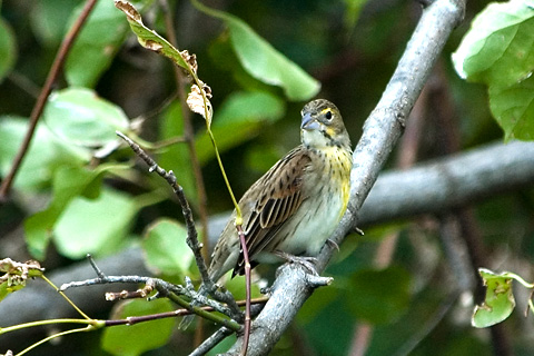 Dickcissel, Cove Island Park, Stamford, Connecticut