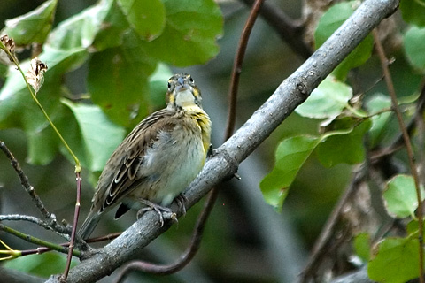 Dickcissel, Cove Island Park, Stamford, Connecticut