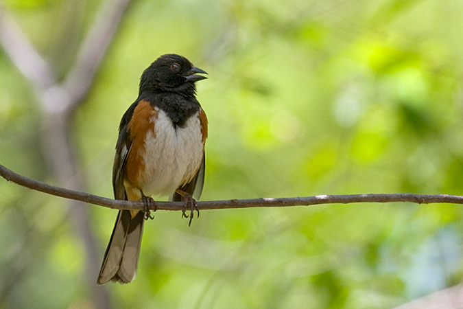 Eastern Towhee, Cove Island Wildlife Sanctuary, Stamford, Connecticut