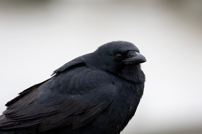 Fish Crow, Stratford, Connecticut