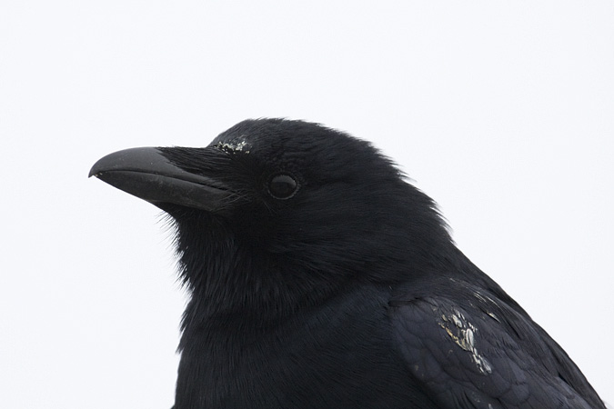 Fish Crow, Stratford, Connecticut