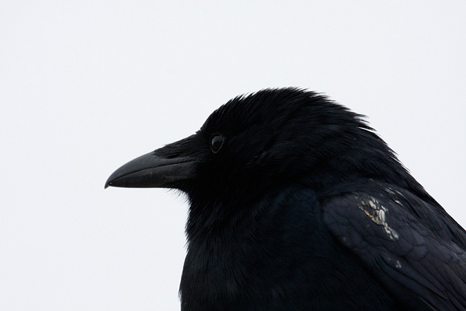 Fish Crow, Stratford, Connecticut