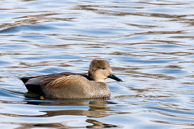 Gadwall, Holly Pond, Stamford, Connecticut