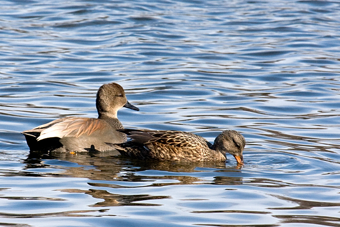 Gadwall, Holly Pond, Stamford, Connecticut