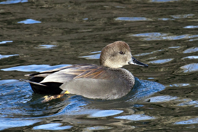 Gadwall, Burying Hill Beach, Westport, Connecticut