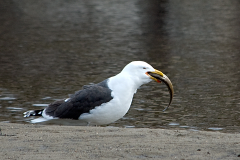 Hungry Great Black-backed Gull, Stamford, CT