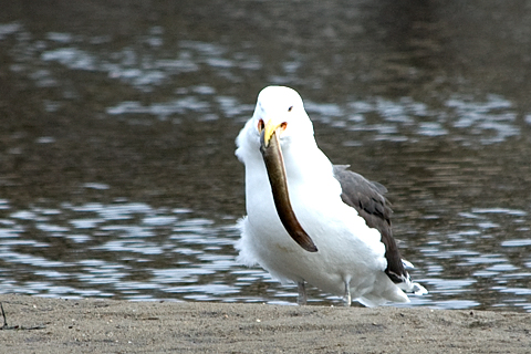 Hungry Great Black-backed Gull, Holly Pond, Stamford, CT