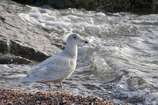 Glaucous Gull, Long Beach, Stratford, Connecticut