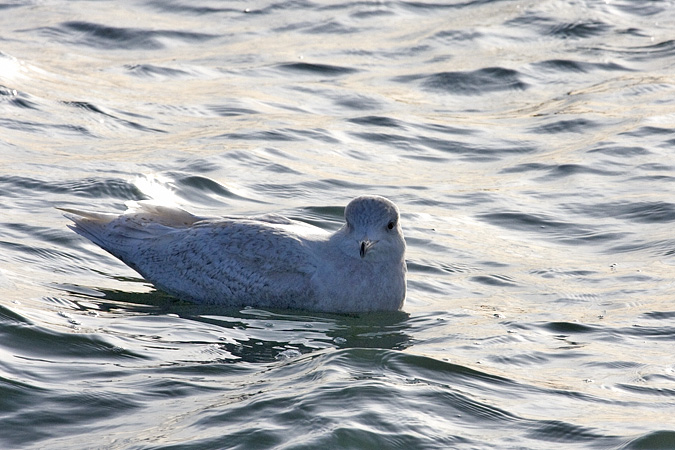 Glaucous Gull, Long Beach, Stratford, Connecticut