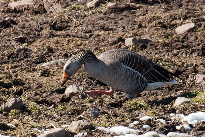 Graylag Goose, Wallingford, CT