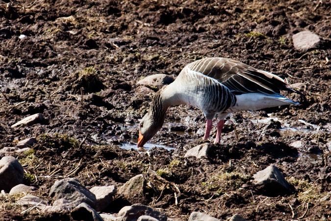 Graylag Goose, Wallingford, CT