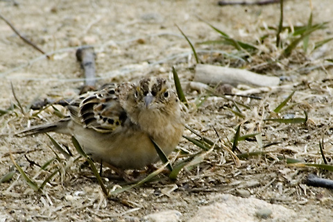 Grasshopper Sparrow, Greenwich Point Park, Greenwich, Ct