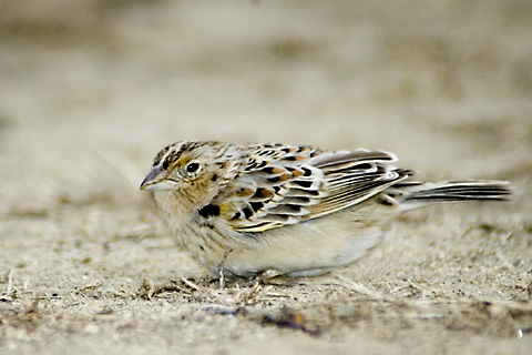 Grasshopper Sparrow, Greenwich Point Park, Greenwich, Ct