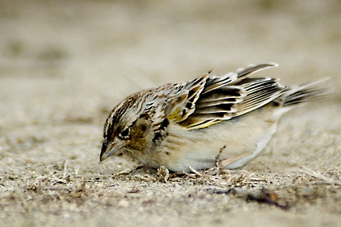 Grasshopper Sparrow, Greenwich Point Park, Greenwich, Ct