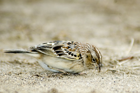 Grasshopper Sparrow, Greenwich Point Park, Greenwich, Ct